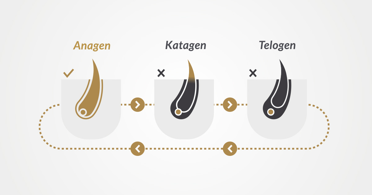 Grafika przedstawiająca cykl rozwoju włosa i jego trzy fazy: anagen, katagen i telogen.